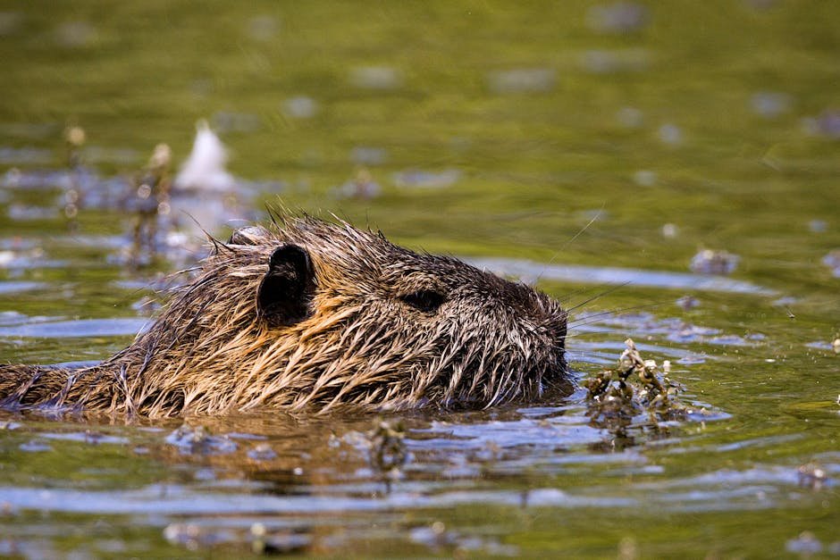 Beavers