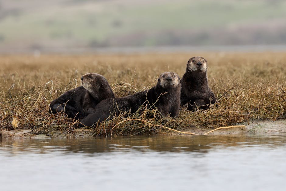 Otters