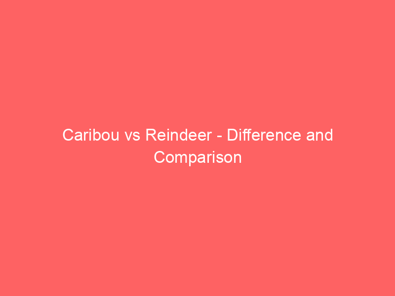 caribou vs reindeer difference and comparison 406